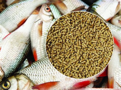 Fish Feed Products .